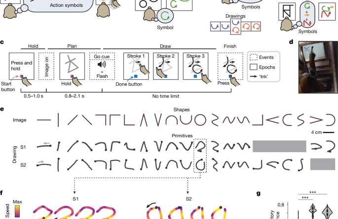 Panel a contrasts 'Image' and 'Drawing' with action symbols and a small figure showing tool use; conveys meaning over appearance.