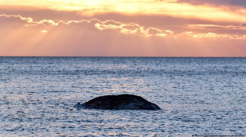 Whale surfacing at sunset with sun rays streaming through clouds over the horizon.