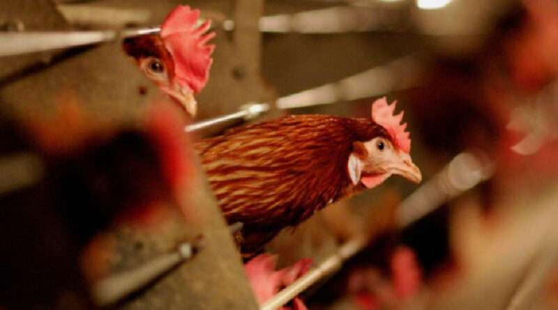 Brown chicken with a red comb leaning out of a metal cage on a farm in warm lighting, foreground slightly blurred