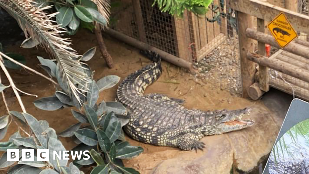Crocodile resting on a muddy enclosure floor near plants, with a wooden fence and caution sign nearby. BBC News watermark in corner.