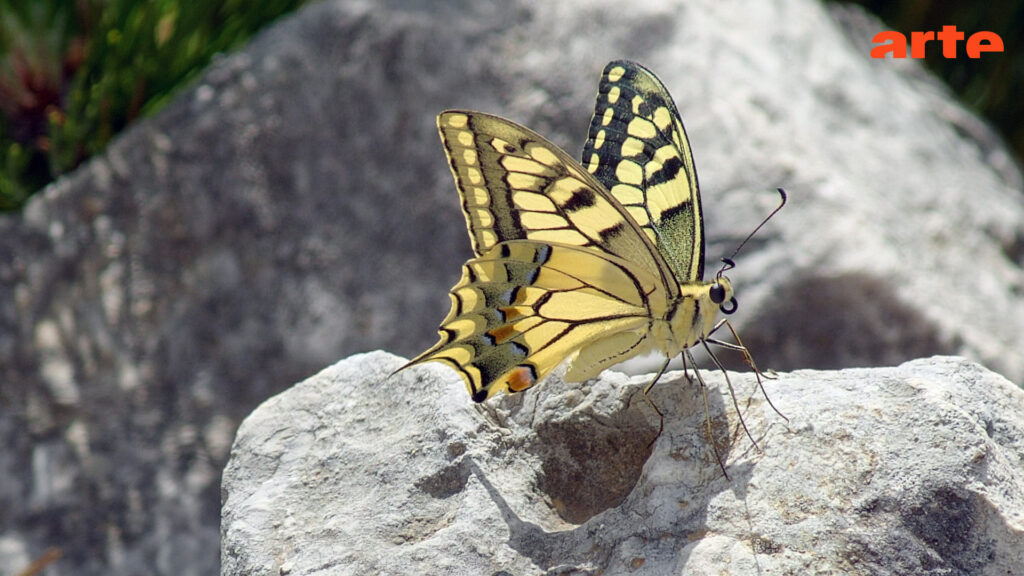 Yellow swallowtail butterfly perched on a gray rock with a blurred natural background, outdoor scene.