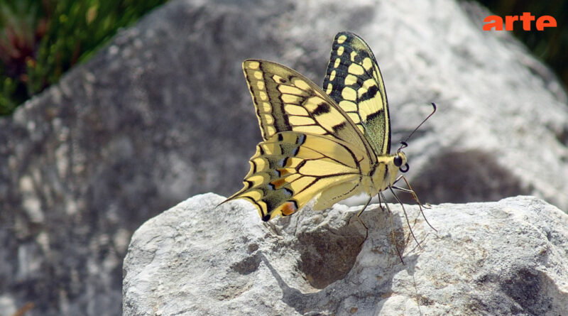 Yellow swallowtail butterfly perched on a gray rock with a blurred natural background, outdoor scene.