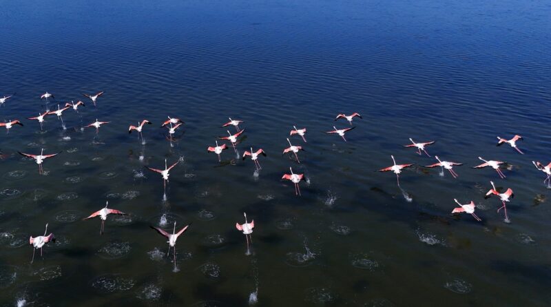 A flock of pink flamingos taking off from a dark blue lake surface, wings spread as they rise from the water