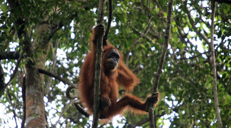 Orangutan gripping a tree branch in a dense jungle canopy.