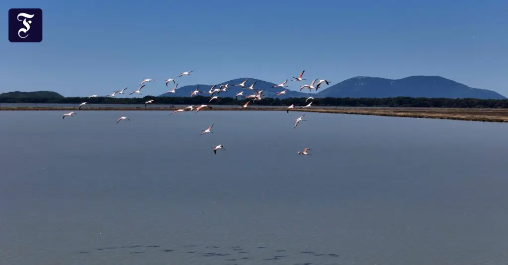 Flamingos flying over a calm tidal lagoon with distant tree line and blue mountains under a clear sky
