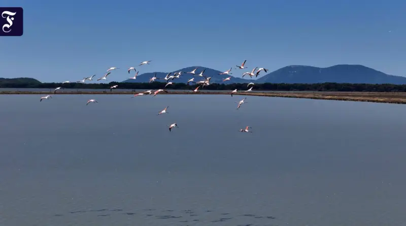 Flamingos flying over a calm tidal lagoon with distant tree line and blue mountains under a clear sky