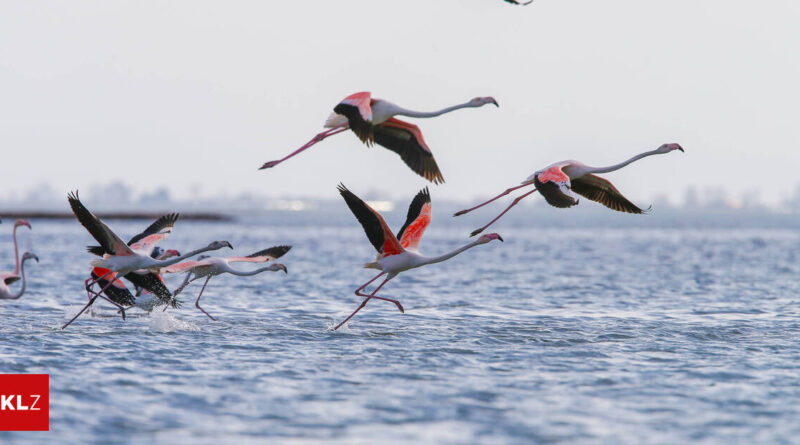 Group of pink flamingos taking off from a blue lake, wings spread as they rise above the water, with a red KLZ logo in the bottom-left corner