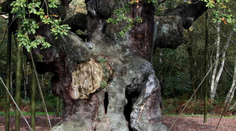 Ancient gnarled tree with a large hollow at the base, supported by metal braces in a wooded park.