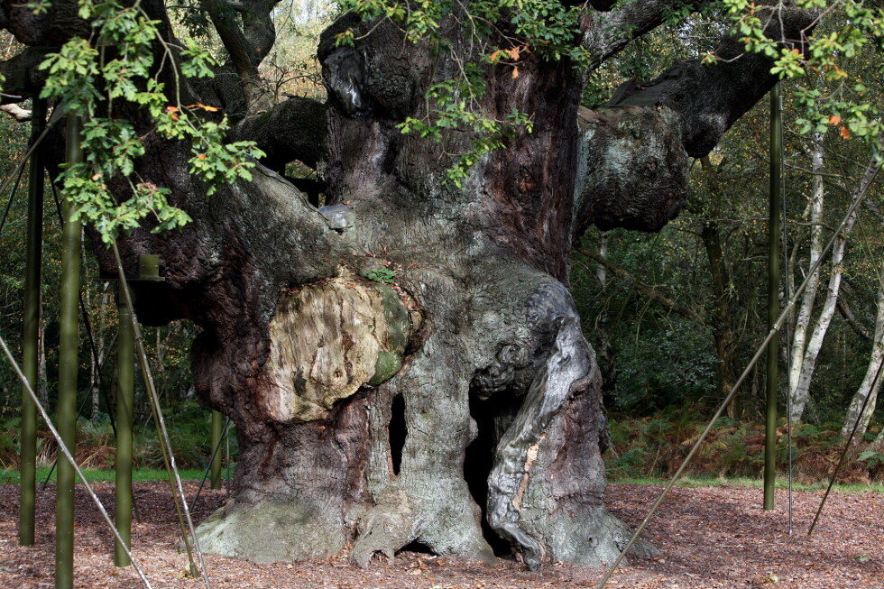 Ancient gnarled tree with a large hollow at the base, supported by metal braces in a wooded park.